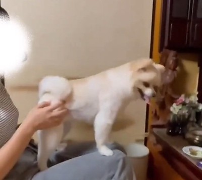 おすわりと言われるポポちゃん