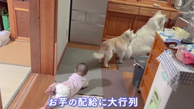 焼き芋の配給で一旦休戦！？