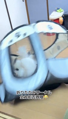 転がるサークルの中にいる犬
