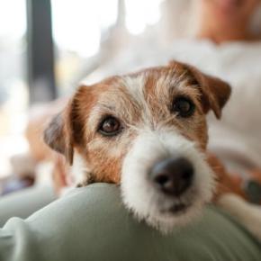 愛犬がシニア期を迎える前にすべき準備とは?介護に対する心構えや大切なことまで