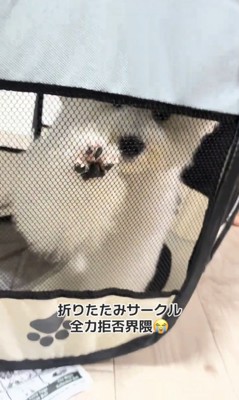 メッシュに前脚を押し付ける犬