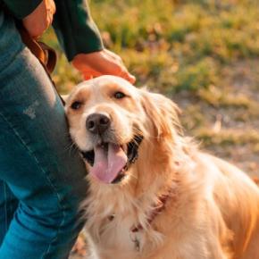 犬が『幸せだな』と思うのはどんなとき？愛犬が嬉しいと感じているサインや幸福度を高める方法まで