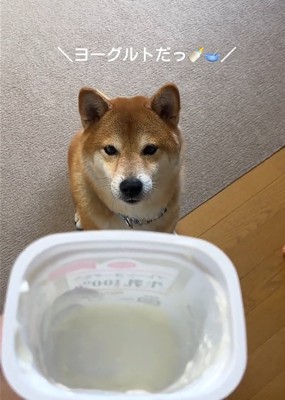 ヨーグルトを見る犬