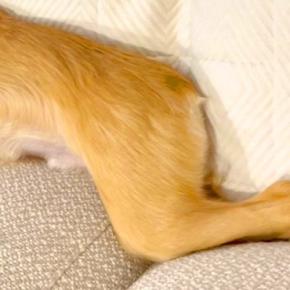 『本当にチワワ…?』ソファで転がる犬を撮影→思った以上に『体』が長くて…小型犬とは思えない光景が74万再生「し、鹿?」「美脚すぎて草」