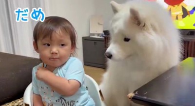 しつけに挑戦!?