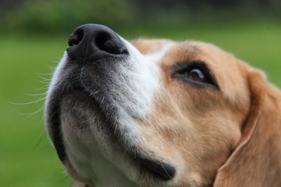 犬の鼻先