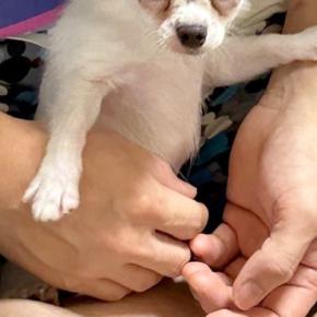 友人が『子犬を飼い始めた』結果→写真を見せてもらうと…おじいちゃん過ぎる『まさかの表情』が24万いいね「長老で草」「ヨレヨレ感がいいw」