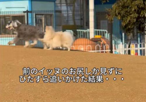 ぺんぺん君が追いかけます