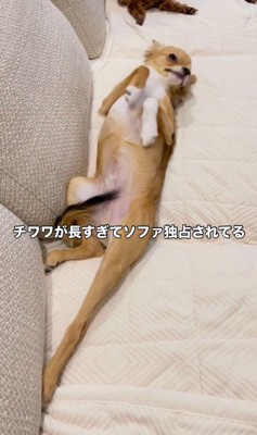 体を伸ばす小型犬