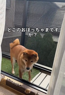 立つ犬