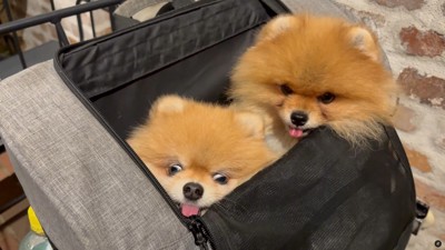 きなこちゃんの目が本気!!