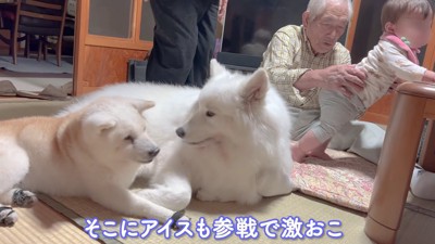 アイスちゃんが割り込み！？