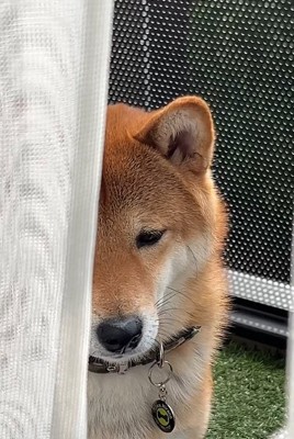 目を伏せる犬1