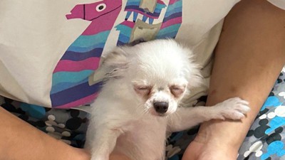 長老感すごい!!