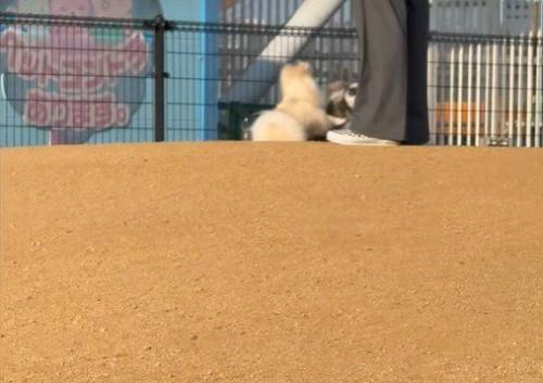 じゃれようとする場面も