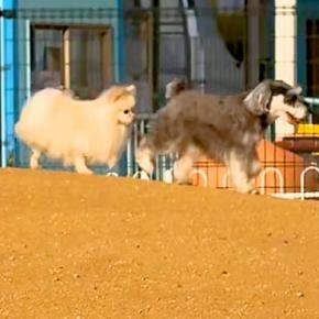 ドッグランで、前の犬の『おしり』を追いかける犬→次の瞬間…思わず笑う『シュールな光景』に反響「必死に追いかけてるw」「めっちゃ可愛い」