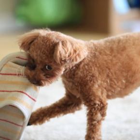 犬が留守番中に『いたずら』をしてしまう理由とは?安心して過ごすために日頃からできる対策まで