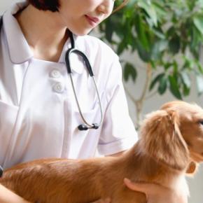 犬が『突然吠えなくなる』5つの理由 急におとなしくなったときに考えられる原因とは?