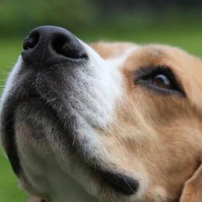 犬に絶対やってはいけない『NGな叱り方』6選　今すぐに改善すべき間違ったしつけとは？