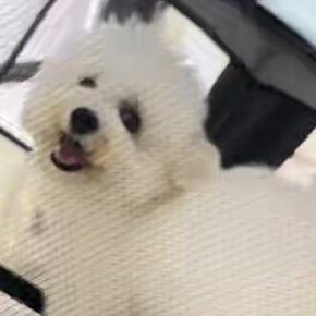 『前世ハムスターやろww』犬を