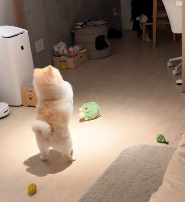 お願いを続けるポポちゃん