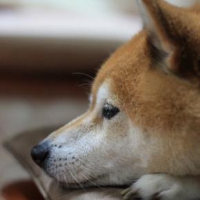 犬が『悲しい』と思っているときにする行動5選　愛犬を安心させるために飼い主がすべき接し方とは？