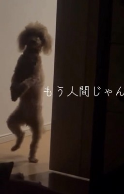 片脚を上げて立つ犬