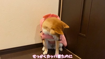 「行かないの？せっかくカッパ着たのに」