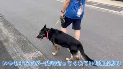 おじいちゃんが代わりに散歩