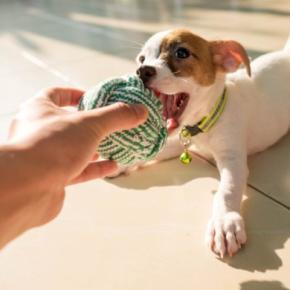 犬にも『赤ちゃんグッズ』を使っても大丈夫？代用できるベビー用品や安全に活用するコツまで