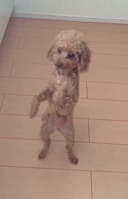 こちらを見ながら立つ犬