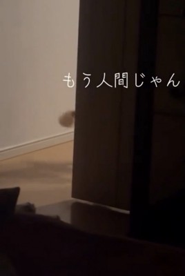 壁の向こうに消える犬