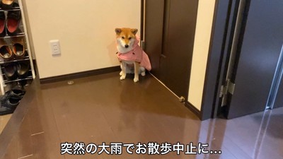 雨でお散歩が中止に！