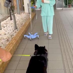 おばあちゃんが転倒して入院→大型犬と一緒に『病院までお見舞い』に行くと…『数日ぶりの再会』が微笑ましいと反響「愛溢れてる」「素敵な家族」
