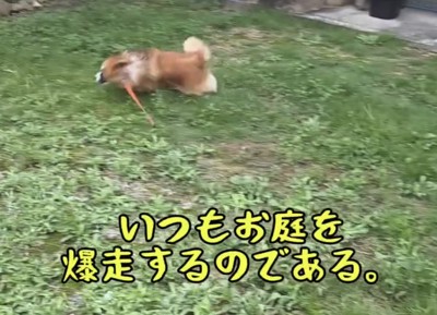 庭を勢いよく走る犬