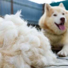 犬が『換毛期』を迎えたときに必ずすべき3つのケア　やってはいけないお手入れまで解説