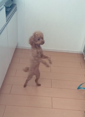 二本脚で向きを変える犬