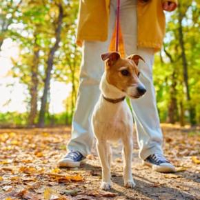 犬に『銀杏』は危険なの？拾い食いさせないための対策や誤食した場合の応急処置まで