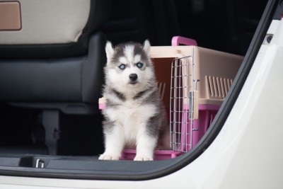 トラベルボックスに座るハスキー犬