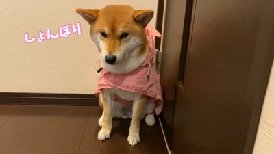 哀愁漂う姿が愛おしい！