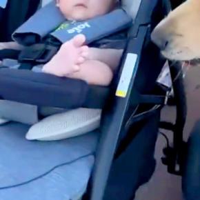 赤ちゃんが『2匹の大型犬と一緒に散歩をした』結果→ベビーカーのそばを離れずに…あまりに尊い光景が19万再生「心強いSP」「いいお兄さん」