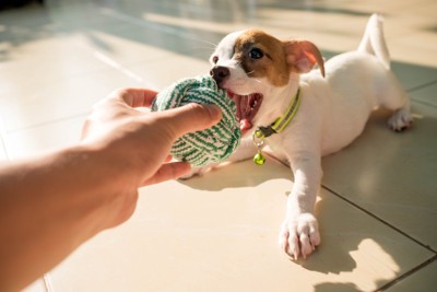 犬用おもちゃで遊ぶ子犬