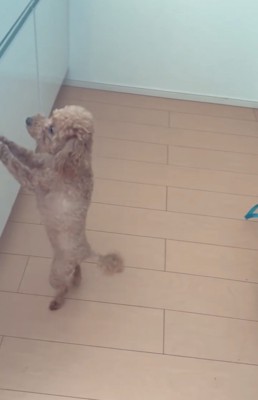 キッチンで立つ犬