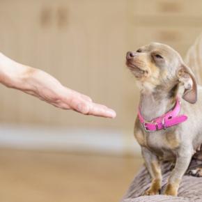 犬が『お手』をしてくれない3つの理由 指示の意味を忘れてしまったの?教えるための手順まで