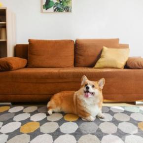 犬がいる部屋に置いてはいけない『インテリア』6選　絶対NGな理由や事故に繋がるリスクまで