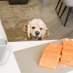 愛犬と楽しめる『秋の味覚』5つ ワンコが食べても大丈夫な食材や適正量まで