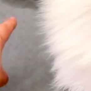 おしっこを失敗してしまった犬→『どうしてここにしたの?』と聞いてみた結果…許すしかない『反省の仕方』38万再生「可愛すぎる」「反則ww」