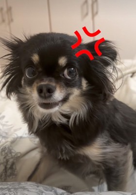 明らかにお怒りの犬