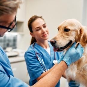 犬が病院へ行くことに気づいたときにみせるサイン5つ 不安感を軽減させるために飼い主にできることまで