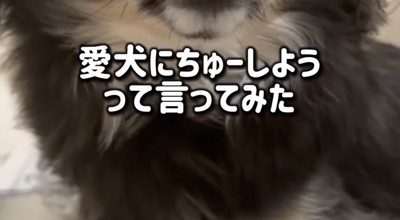 「ちま、ちゅーしよう?」